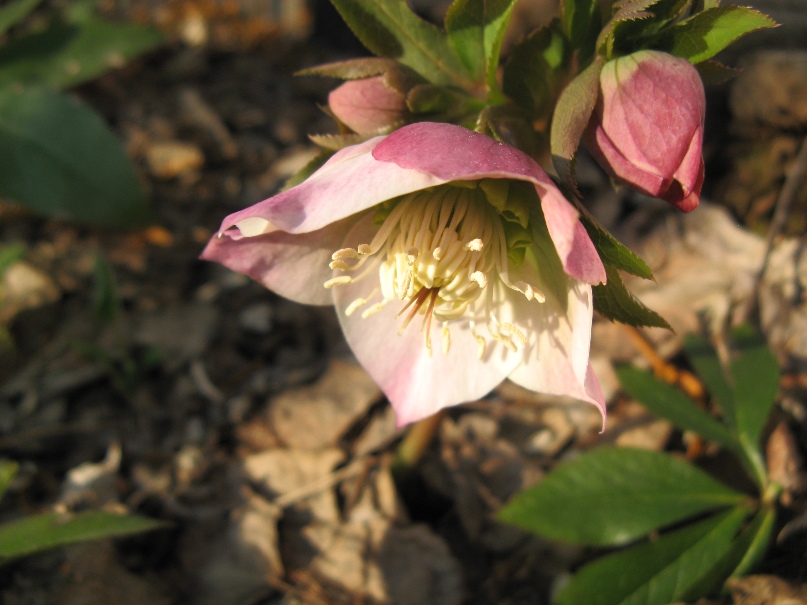 健気に咲いたクリスマスローズ